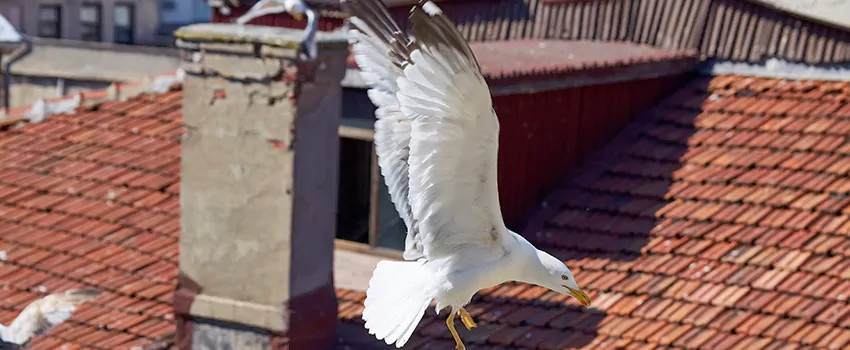 Residential Chimney Animal Removal Solution in Casas Adobes, AZ