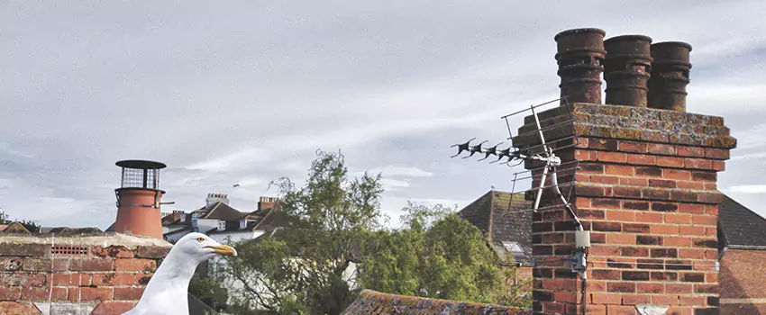 Chimney Cleaning And Restoration in Casas Adobes, Arizona